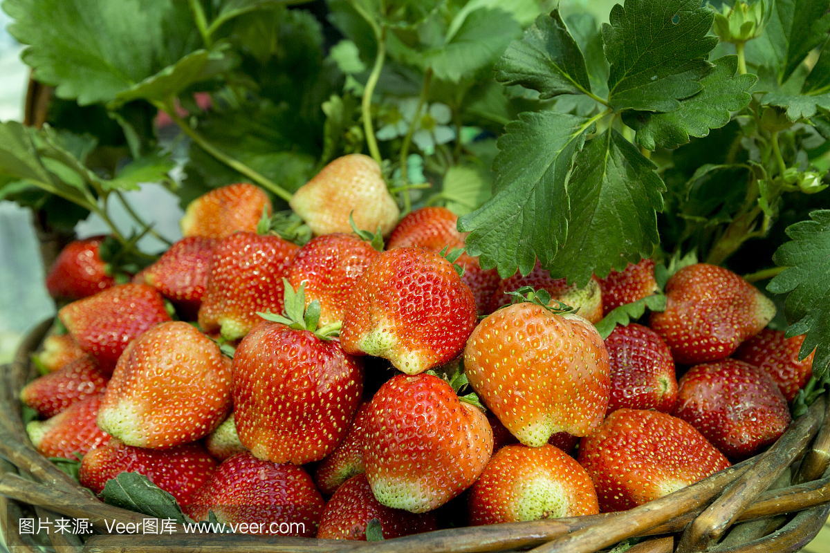 新鲜草莓背景,新鲜成熟的草莓特写。