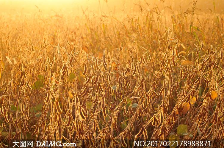 在阳光下的黄豆农作物摄影高清图片
