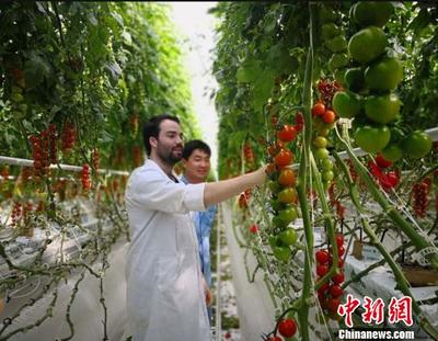 “一带一路”沿线国家青睐甘肃农产品 引进蔬菜大增
